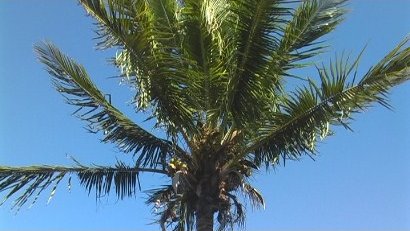 Palm Tree, Fort Myers