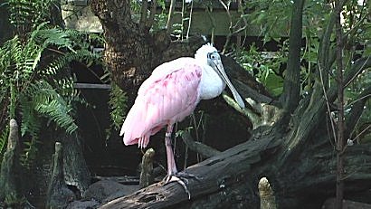 Tampa Aquarium