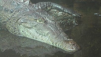 American crocodile, Tampa Aquarium