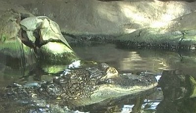 Alligator, Tampa Aquarium