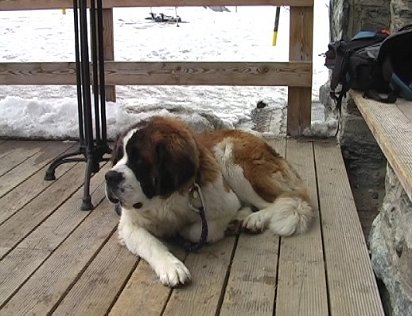 St Bernard at Gonnergrat