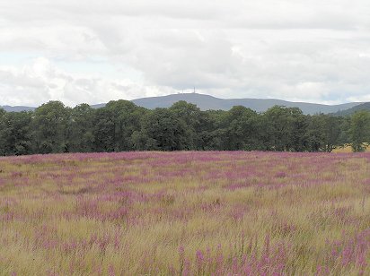 Sidlaws Craigowl