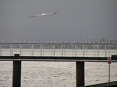 Lifeboat Pier Broughty Ferry