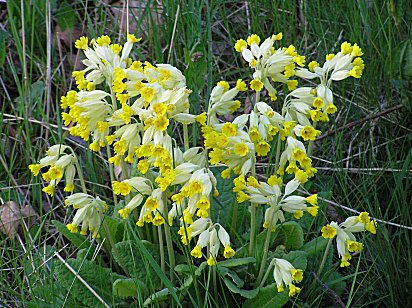 Seven Arches - flowers