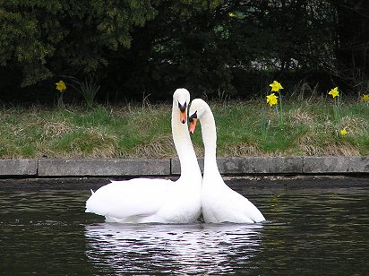 Dundee Swannie Ponds